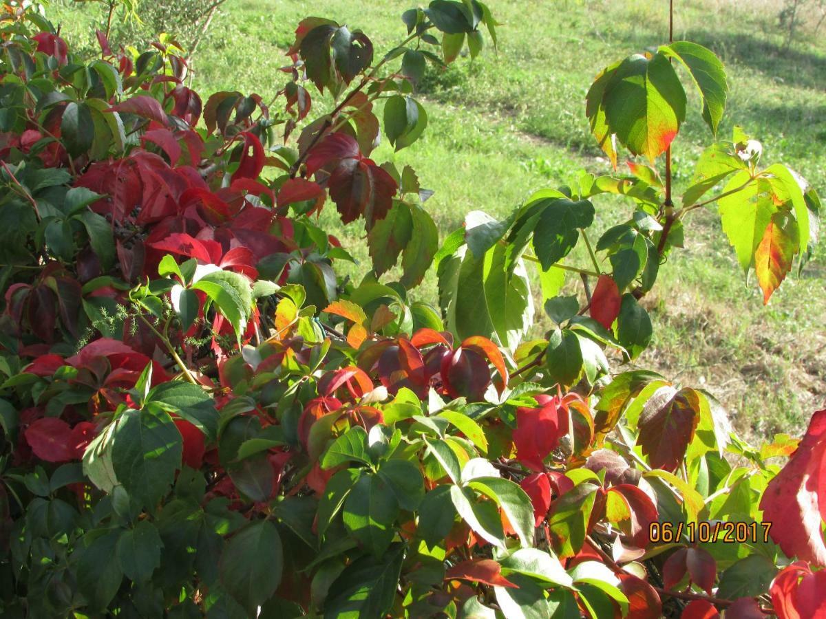 Agriturismo Il Feudo ξενώνας Γκροσέτο Εξωτερικό φωτογραφία